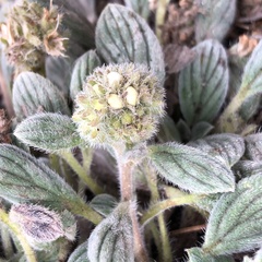 Phacelia hastata compacta