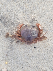 Polybius henslowii