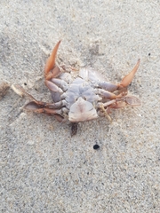 Polybius henslowii