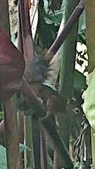 Sciurus granatensis