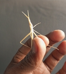 Acrida cinerea