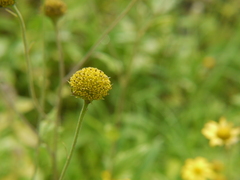 Senecio bombayensis