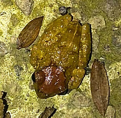 Pristimantis lutitus