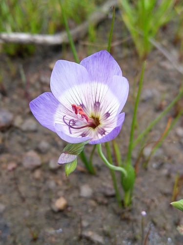 Geissorhiza radians