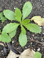 Lactuca virosa