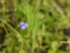 Murdannia pauciflora