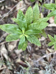 Aloysia citrodora