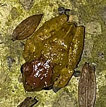 Pristimantis lutitus