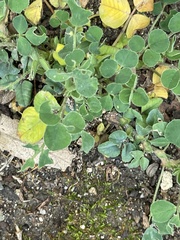 Medicago lupulina