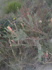 Oenothera affinis
