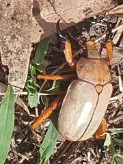 Anoplognathus montanus