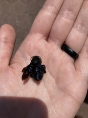 Xylocopa darwini