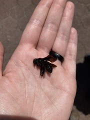 Xylocopa darwini