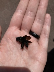 Xylocopa darwini