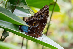 Morpho