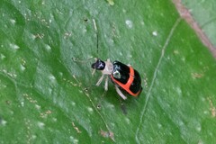 Paratriarius adonis