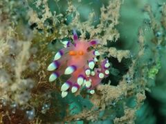 Coryphellina exoptata