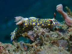 Hypselodoris roo