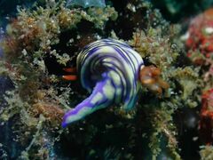 Hypselodoris zephyra