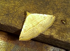 Eublemma gayneri