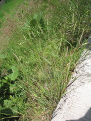 Setaria macrostachya