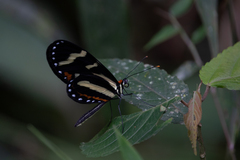 Mechanitis menapis mantineus