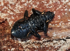 Polypleurus geminatus