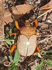 Anoplognathus montanus