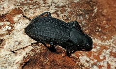 Polypleurus geminatus