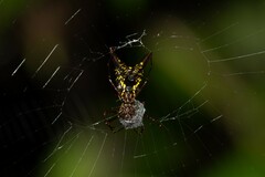 Micrathena pichincha