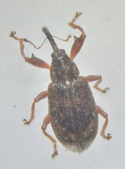 Anthonomus