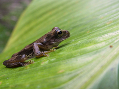 Ptychohyla hypomykter