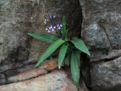 Aneilema siliculosum