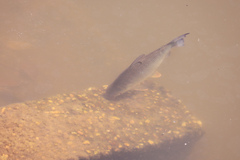 Prochilodus lineatus