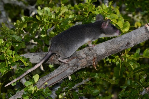 Hinde's Pouched Rat