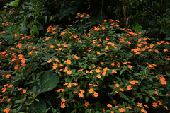 Impatiens hawkeri
