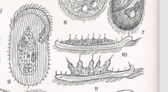 Peritromus faurei