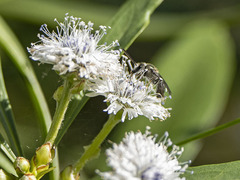 Lasioglossum viride