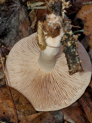 Lactifluus hygrophoroides