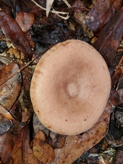 Lactifluus hygrophoroides