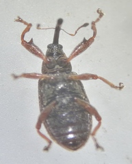 Anthonomus