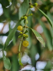 Viscum ovalifolium