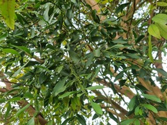 Viscum ovalifolium
