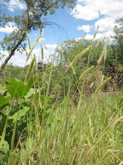 Setaria macrostachya