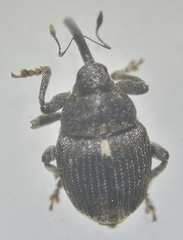 Glocianus
