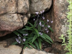 Aneilema siliculosum