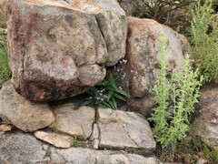 Aneilema siliculosum