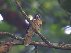 Malacoptila panamensis