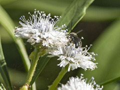 Lasioglossum viride
