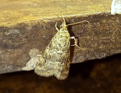 Hellula undalis